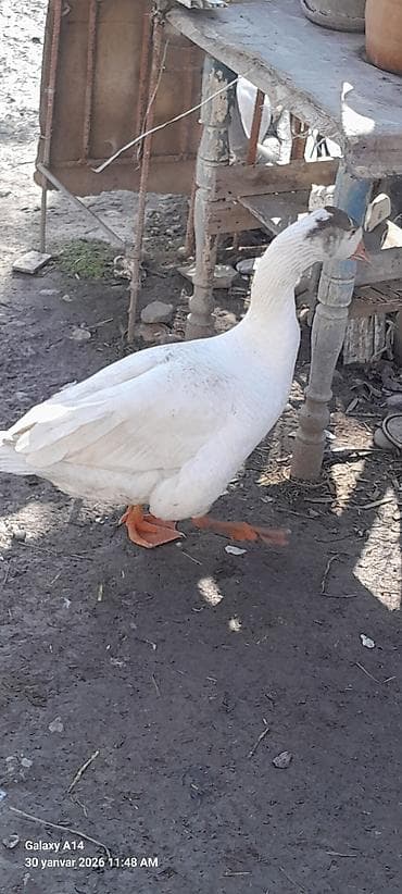 coban it adlari: Erkək, Ətlik, Ödənişli çatdırılma — 2