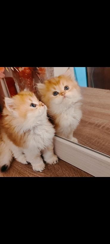 Pişiklər: Qızıl şinşilla, Erkək, Dişi, Pulsuz çatdırılma — 7
