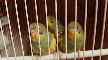 ağdaş yemi: Məhsul: Dalmatin/xallı rəng çalarlarında australian bülbülləri — 3