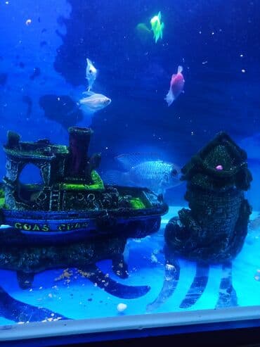 100 l akvarium: Şüşə akvarium70litr komplekti – dekorativ balıqlar və aksesuarlarla • — 4