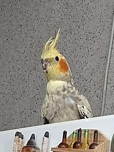 Göyərçinlər: Satilir. erkek,diwi. tek tek 40 manatdi. cut alsaz 60a ala bilersiz — 1