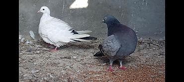 ucuz göyərçinlər: Salam gorduyunuz qusdarın ikisidə tutulmadı 16.17 tuklerdiler Goy — 5