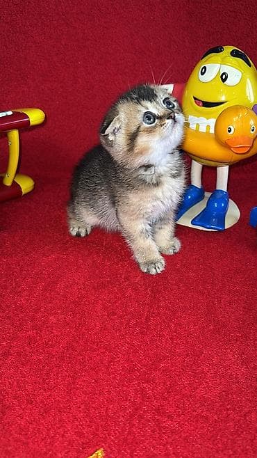 siyamski pişik: Qızıl şinşilla, Erkək, Dişi, Yaxşı əllərə, Ünvandan götürmə, Ödənişli çatdırılma, Rayonlara çatdırılma — 3