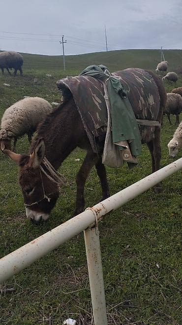 heyvan per page 40: Qoyun eşşeydi - Güclü və dözümlü işlək heyvan - Otlaq və dağlıq — 4