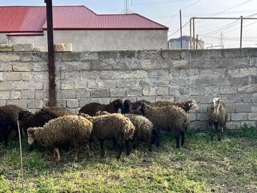 Бусы: 3 ay bordağ saxlanılmış quzulardır.12 ədəd erkək,Tam sağlam.Qiymət — 4