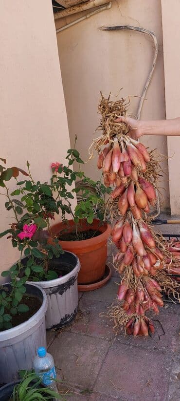 Alfa Romeo: Sekilde gorduyunuz saglam hovsan soganlari minimum 50 kq,100 kq — 6