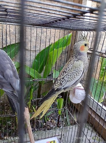 pişik cut: Gəl seç götür apar cütü 70 Azn Tək tək 35-40 Azn yeni Ramanada — 1