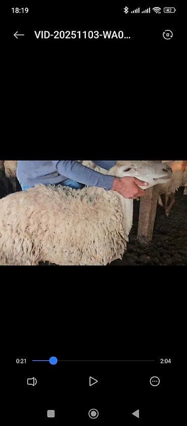 BOGAZ HEYVANLARDİ 400 BAS SEÇİB HİSSE HİSSEDE GOTURE BİLERSİZ NOMRE