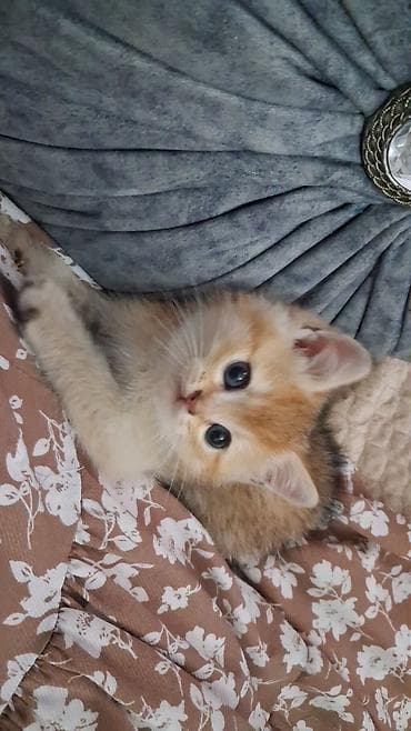 Qızıl şinşilla, Erkək, Dişi, Yaxşı əllərə, Ödənişli çatdırılma, Ünvandan götürmə — 1