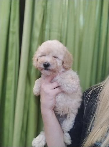 pudel itlerin satisi: Pudel, 2 ay, Erkek — 2