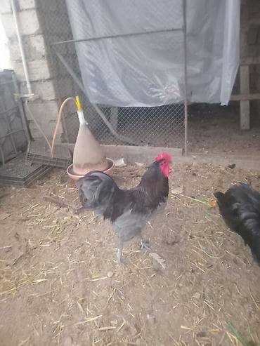 cutles: Avstrolorp toyugunun mayali yumurtasi satilir. - Növ: iri cüssəli — 2