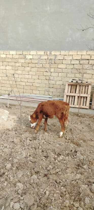 cins buzovların satışı: 3. 4 aylixdi unvan novxani — 4