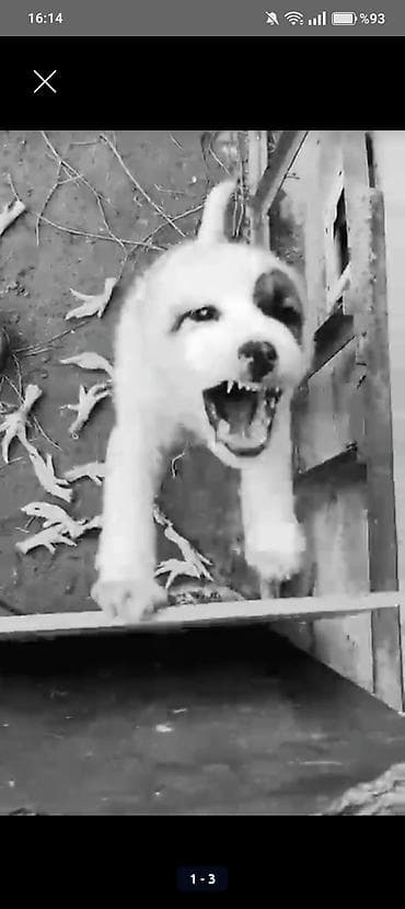 Proton: Tecili satlr satmag istemezdim ama 50 m borcum var sabaha baglanmalıdı — 3