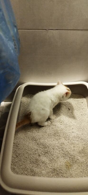 munchkin pişik: Котенок, 1.5 месяца, мальчик, глаза голубые, белый с рыжими — 5