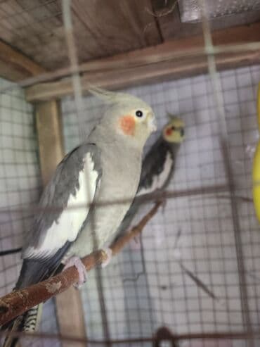 hazır hicablar: Hazır cüt korella quşları satılır. yumurta üçün yuvaya giriblər. ünvan — 1