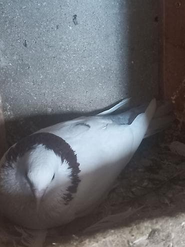 katibə quşu: 3 ədəd göyərçin. Ünvan Sabunçu. Dişi qara boynugüllü — 4