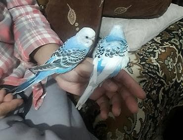 quş yuva: Quşlar 10azn fikri ciddi olan vatcapda yazsin sumqayìt — 3