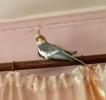 Nimfa (cockatiel) dekorativ tutuquşu - Rəng: boz-gümüşü gövdə, ağ