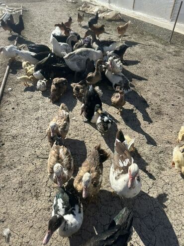 kuban ördek: Salam Aleykum Satılır Ördək Qaz Ördək Cücəsi Toyoq 36 Ədəd Lal Ördək — 35