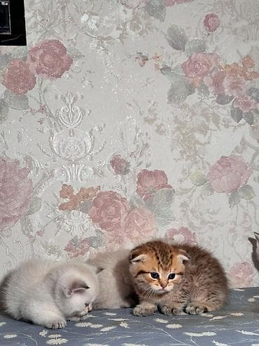 heyvanlar: Şotland, Erkək, Dişi, Ünvandan götürmə, Pulsuz çatdırılma — 6