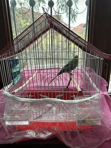 Qəfəslər: Dalmatin naxışlı dalğalı tutuquşu (budgerigar) + qəfəs dəsti Məhsulun — 2