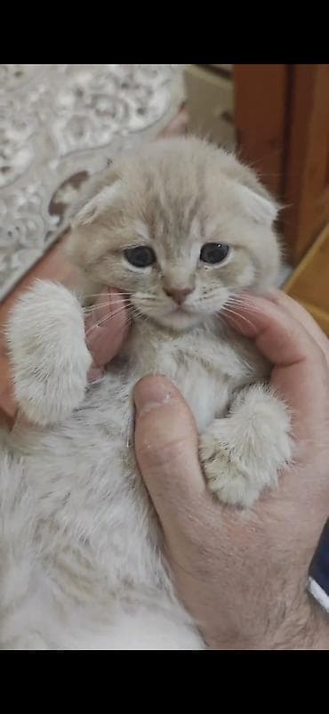 pomeranian spitz satisi: Erkək, Dişi — 7