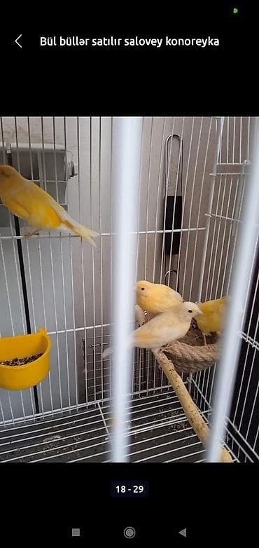 Digər heyvanlar: Bül büllər kanareyka solavey bul bul konareyka super oxuyan erkəy — 4