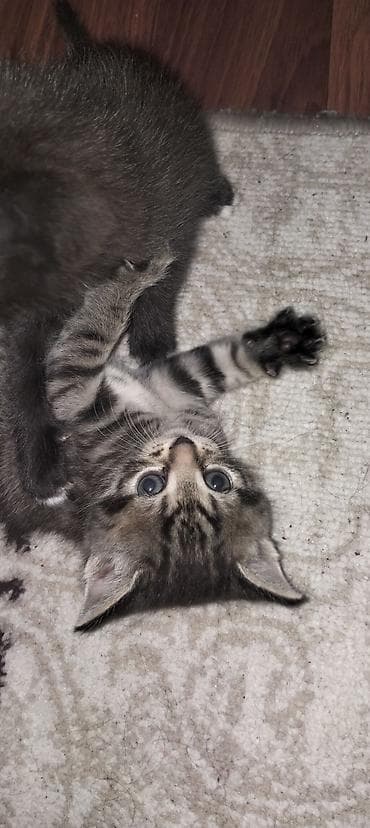 pisik novleri: Yaxşı əllərə — 1