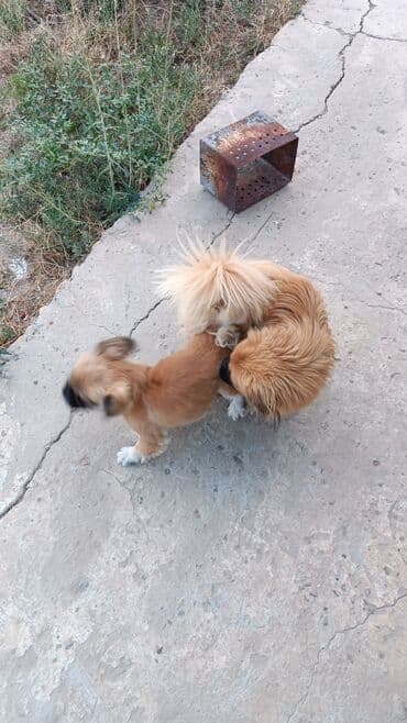 gencede itler: Pekines, 1 il, Erkek, Cütləşmə üçün — 2