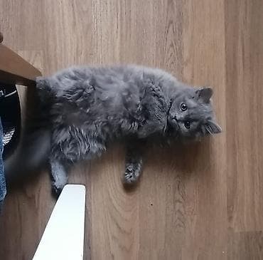 syam pişik: Britan — 1