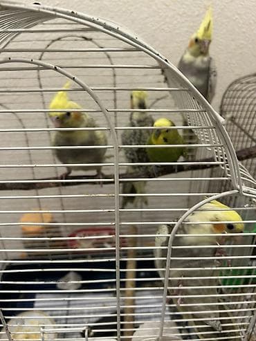 TAM SAĞLAM EV QUŞLARI (KORELLA) 2 AYLIQ BALALARDIR CİDDİ ALICILAR — 3