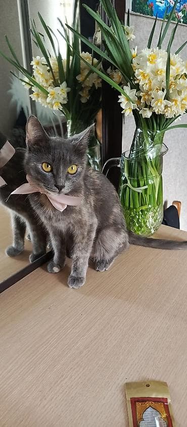 sirin pisik sekilleri: Pişiklər verilir yaxşı əllərə — 5