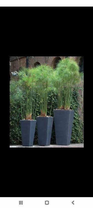 otaq bitkiləri: Müasir dizaynlı dekorativ qablarda peyzaj üçün qablar - Material — 2