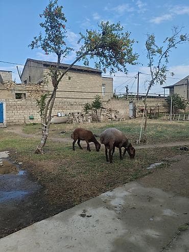 2eded Damazlıq– yerli cins satılır və ya kecilerle dəyişilir ünvan — 2