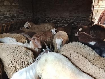 cins buzovların satışı: Gəncədə toya nişana qurbanlıq üçün hər cür quzularimiz var yaxşı — 9