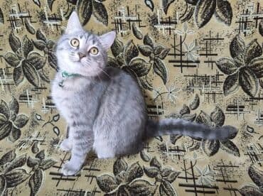 menks cinsi pişik: Şotland, Erkək, Dişi, Yaxşı əllərə, Pulsuz çatdırılma, Ödənişli çatdırılma — 26