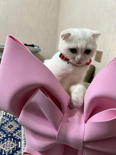 pişik balası satılır: Şinşilla, Dişi, Yaxşı əllərə, Ödənişli çatdırılma — 4