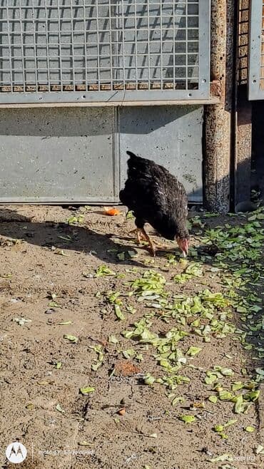 toyuq cuce: Toyuq, Yumurtalıq — 4