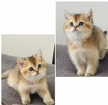 dele heyvan: Qızıl şinşilla — 1
