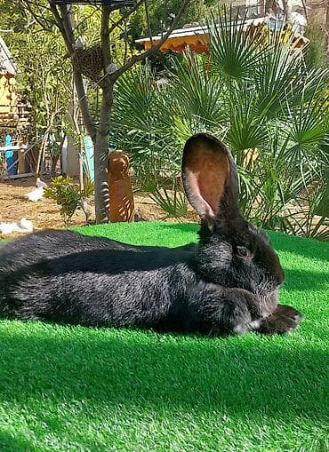 K/t heyvanları üçün mallar: Wekilde gorduyunuz Diwi Rizen satilir qan temiz bir piroblemsiz xaiw — 4