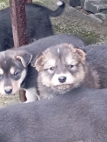 spic it: Mətn: cxuaxua balaları Təsvir: - Şirin, qara-boz rəng çalarlarında — 3