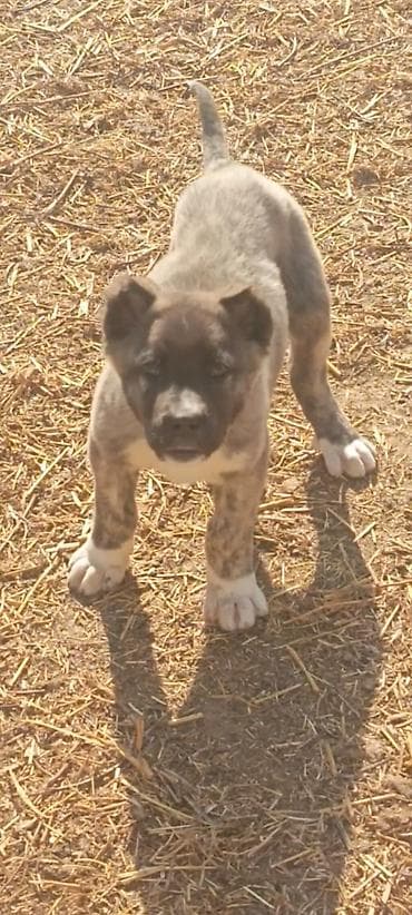 sibir itleri: Kanqal, 2 ay, Erkek, Peyvəndli, Ünvandan götürmə — 6