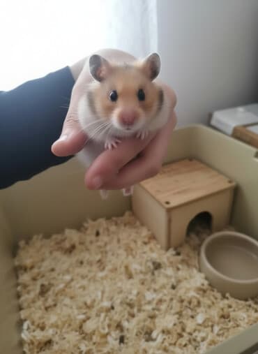 Hamster (Suriya/long‑haired tipinə bənzər) - Rəng: açıq qəhvəyi–ağ