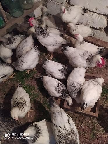 heyrati feresi: Serebrist fereler 6.50 xoruzlar 7 manatdan ünvan Hökməli 40 denedi tam — 6