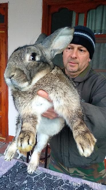 yerli cins inekler: FLANDR (Belçika nəhəngi) – İri ölçü, yüksək gəlir! Təmiz qanlı Flandr — 4