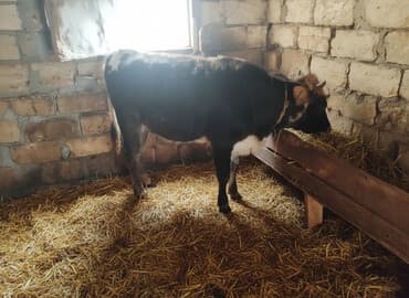 inekler: Dişi, il: 1, 100 kq, Damazlıq, Ünvandan götürmə — 1