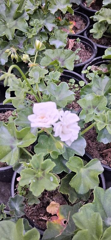 limon qabi: Məhsul: Saksıda sardunya (Pelargonium) – müxtəlif rənglərdə [TƏK — 6