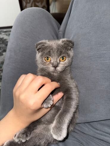 menks cinsli pişik: Şotland yastı qulaq, Dişi, Yaxşı əllərə, Ünvandan götürmə — 4