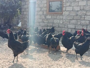 alman coban: Toyuq, Yumurtalıq — 7