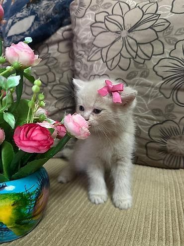 pişik latoku: Ağ balaca pişik balası – mavi gözlü, tükləri yumşaq və sıx. Üzündə və — 6